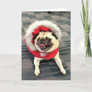 Christmas Pug Holiday Card