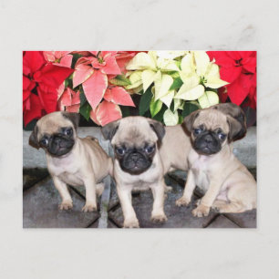 Christmas pug puppies holiday postcard