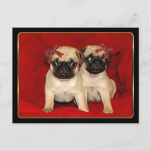 Christmas pug puppies holiday postcard