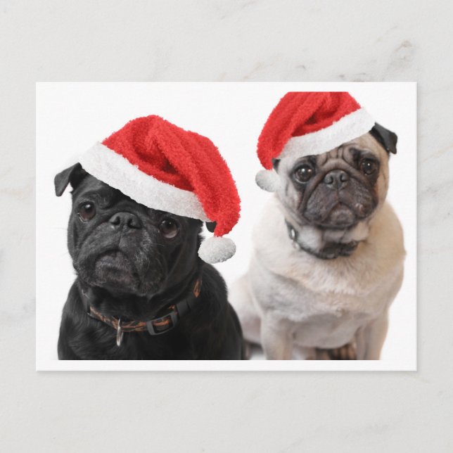 christmas pugs holiday postcard (Front)
