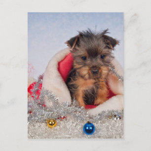 Christmas Pup Holiday Postcard