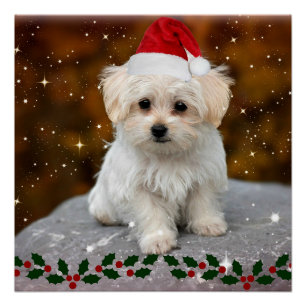 Christmas Puppy, adorable, Poster