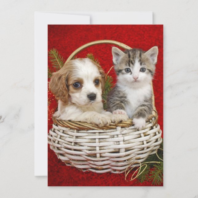 Christmas puppy and kitten in basket together holiday card (Front)