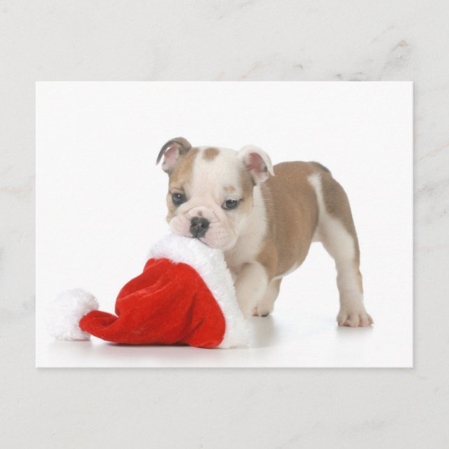 Christmas Puppy - English Bulldog Puppy Holiday Postcard (Front)