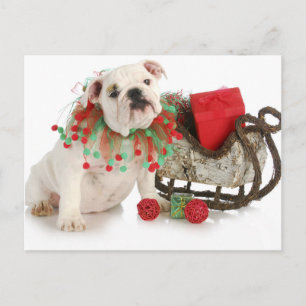 Christmas Puppy - English Bulldog Puppy Sitting Holiday Postcard