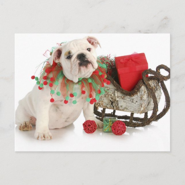 Christmas Puppy - English Bulldog Puppy Sitting Holiday Postcard (Front)
