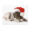Christmas Puppy - German Shorthaired Pointer