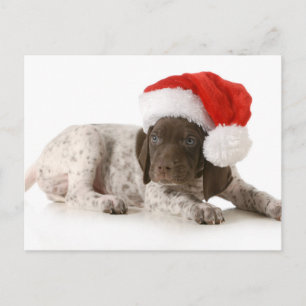 Christmas Puppy - German Shorthaired Pointer Holiday Postcard