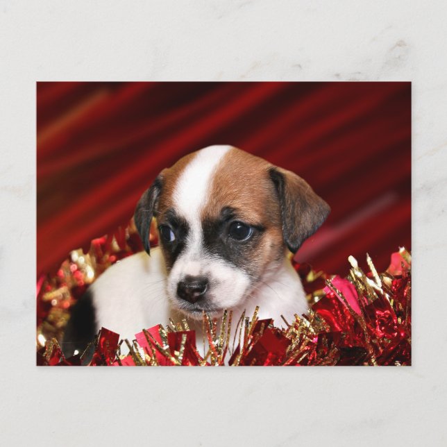 Christmas puppy holiday postcard (Front)