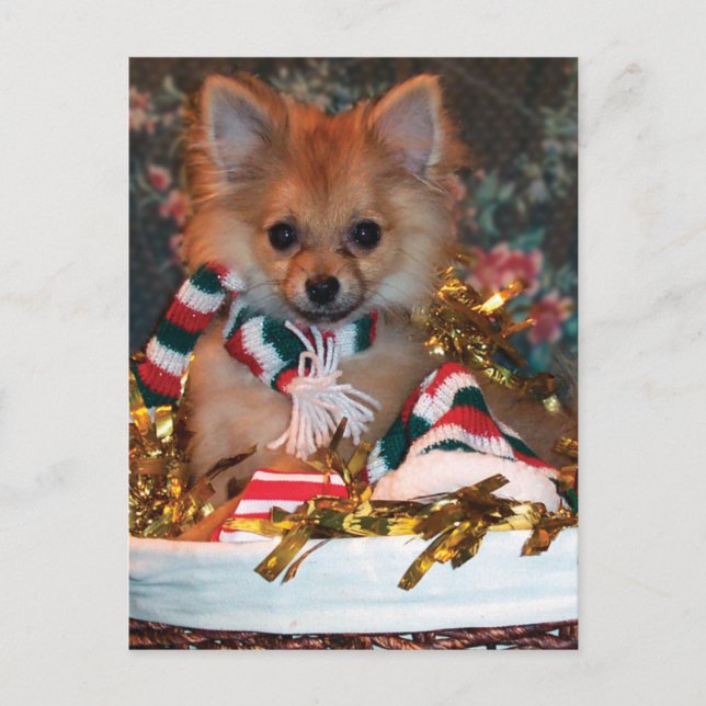 Christmas Puppy Holiday Postcard (Front)