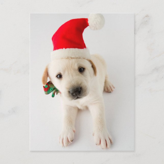 Christmas Puppy - Portrait Of Cute Labrador Holiday Postcard (Front)