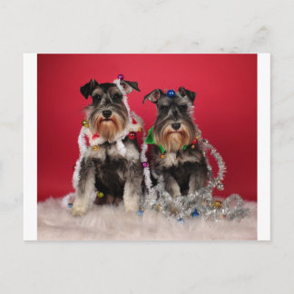 Christmas Pups Holiday Postcard