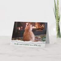 Christmas Ragdoll Cat By Fire
