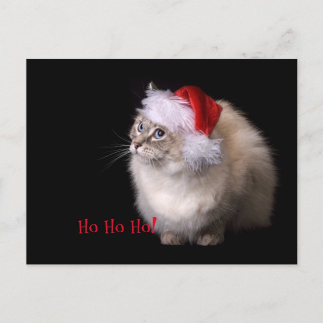 Christmas Ragdoll Cat Holiday Postcard (Front)