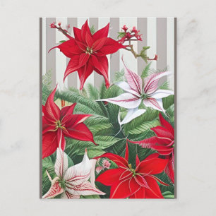 Christmas Red Amaryllis and Poinsettias Postcard