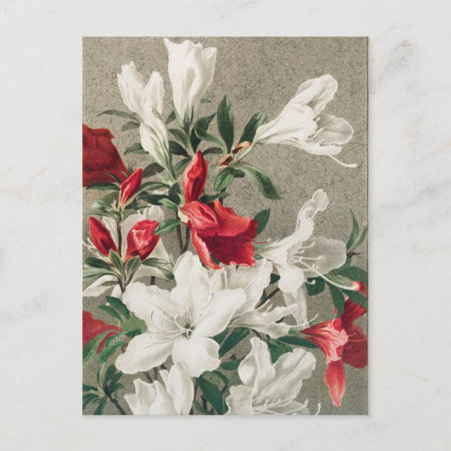 Christmas Red and White Apple Blossom Flowers Holiday Postcard (Front)