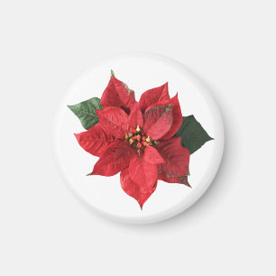 Christmas Red Poinsettia  Magnet