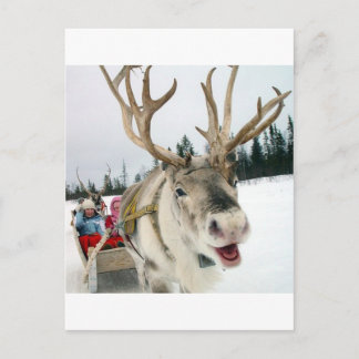 Christmas Reindeer Holiday Postcard