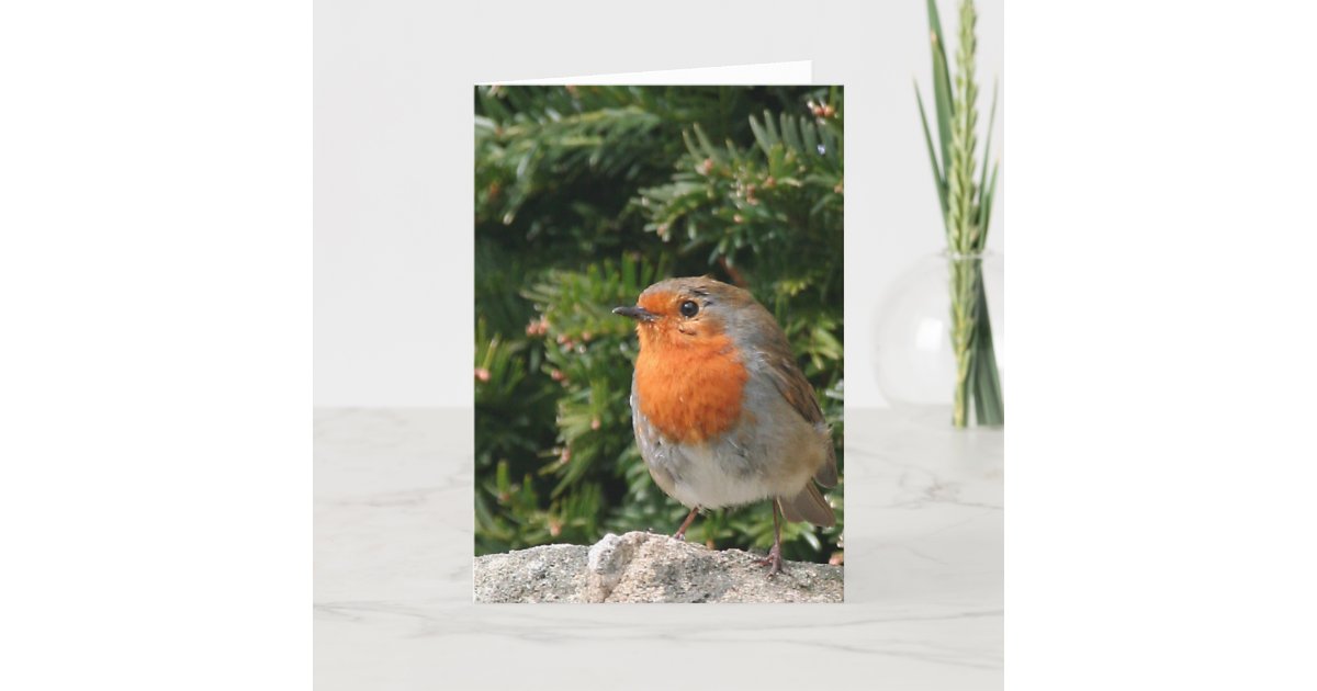 Christmas Robin Greeting Card Zazzle