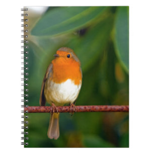 Christmas Robin Notebook