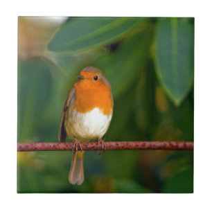 Christmas Robin Tile
