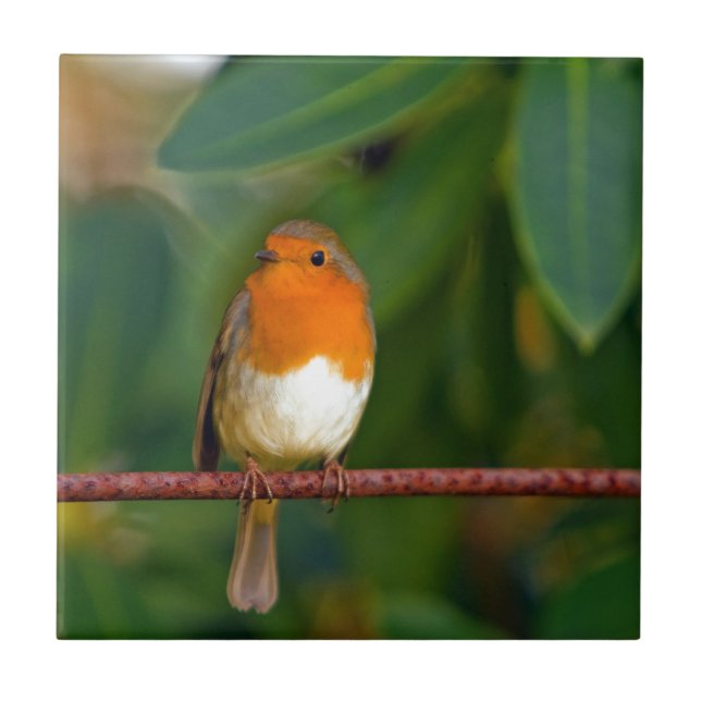 Christmas Robin Tile (Front)