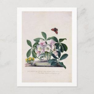 Christmas Rose (Helleborus niger) and Winter Aconi Holiday Postcard