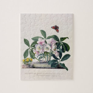 Christmas Rose (Helleborus niger) and Winter Aconi Jigsaw Puzzle
