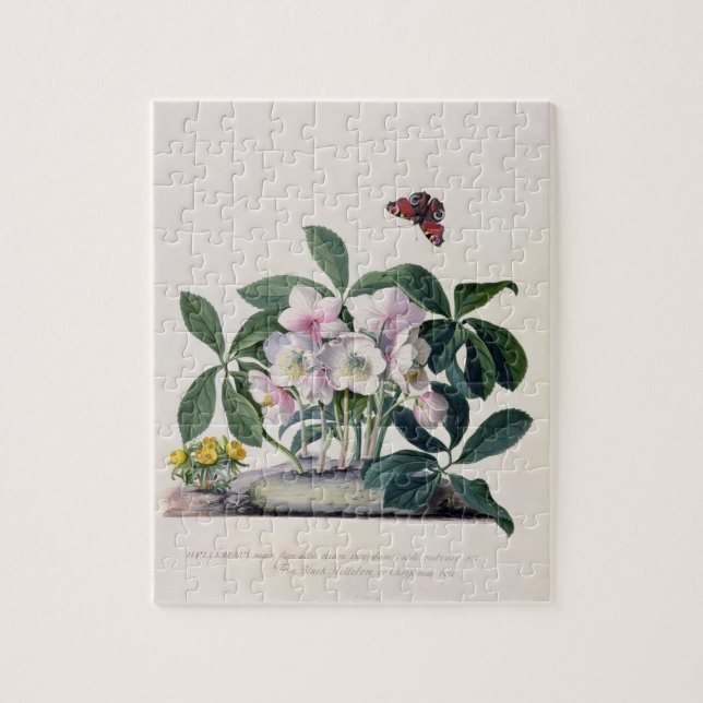Christmas Rose (Helleborus niger) and Winter Aconi Jigsaw Puzzle (Vertical)