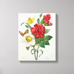 Christmas Rose, Helleborus niger Canvas Print