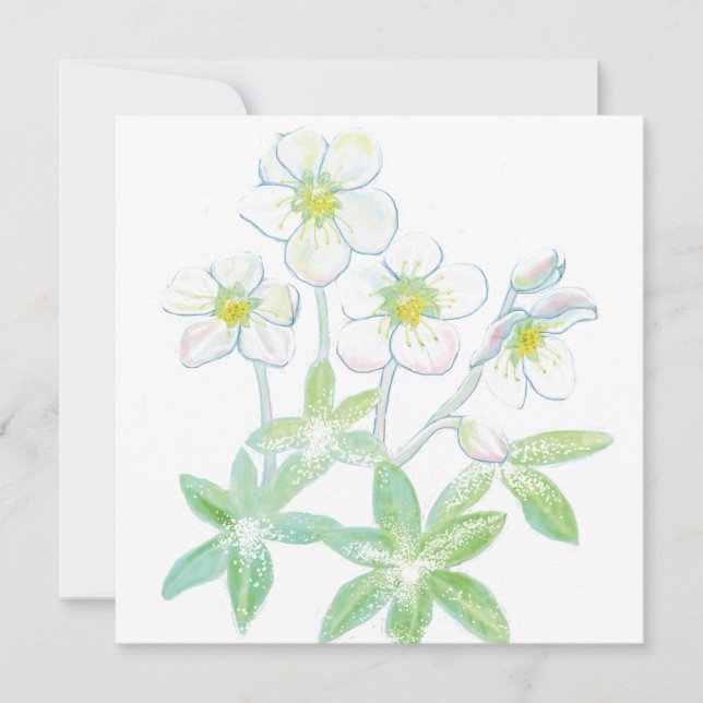Christmas rose, Helleborus niger   Card (Front)