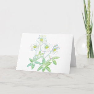 Christmas rose, Helleborus niger Card