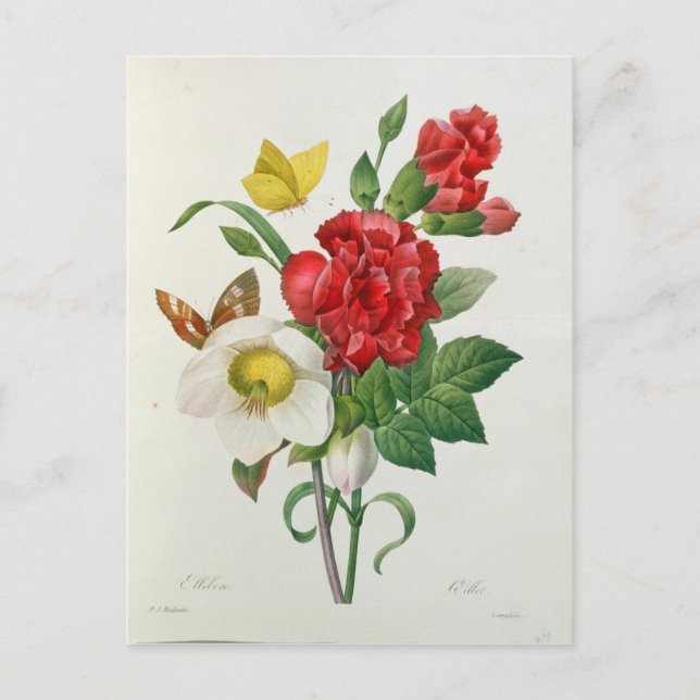 Christmas Rose, Helleborus niger Holiday Postcard (Front)