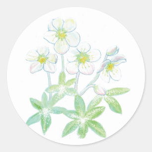 Christmas rose, Helleborus niger Illustration   Classic Round Sticker