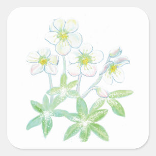 Christmas rose, Helleborus niger Illustration Square Sticker