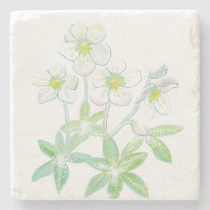 Christmas rose, Helleborus niger Illustration  Stone Coaster