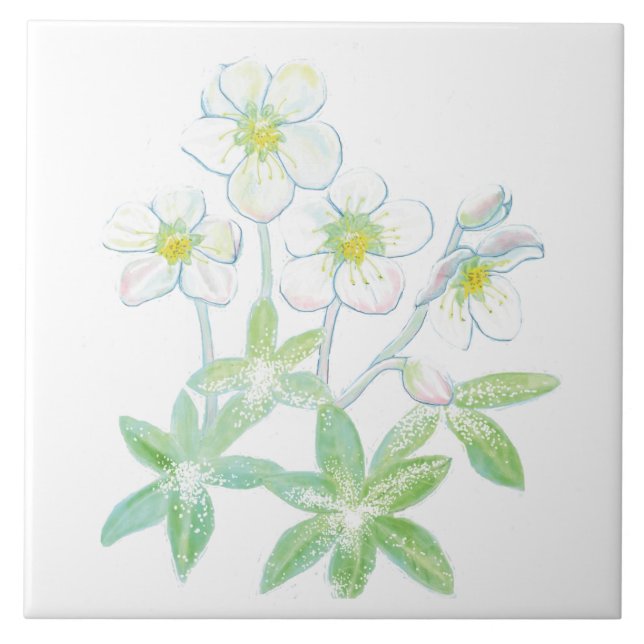 Christmas rose, Helleborus niger Illustration   Tile (Front)
