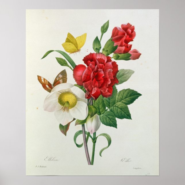 Christmas Rose, Helleborus niger Poster (Front)