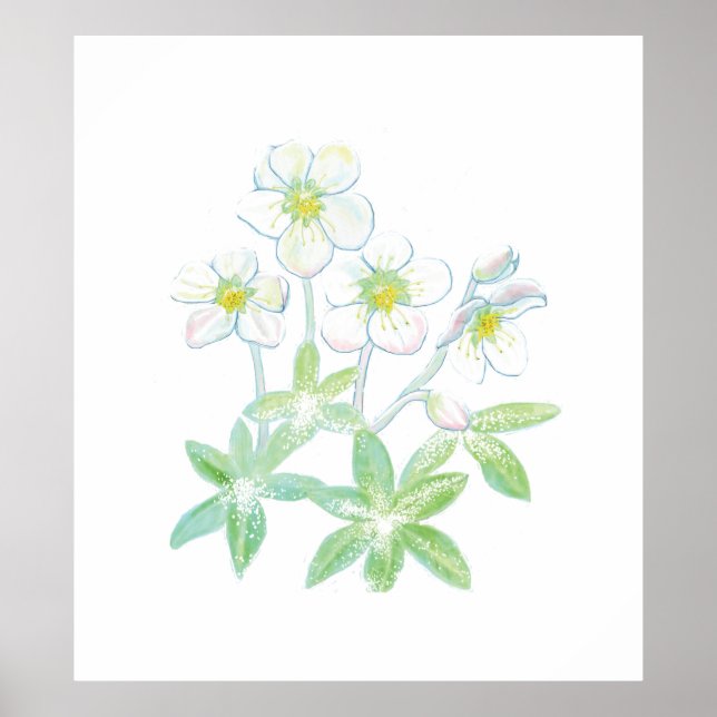 Christmas rose, Helleborus niger Poster (Front)