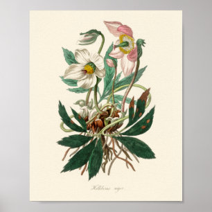 Christmas rose (Helleborus niger) Poster