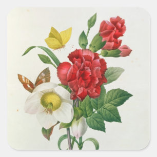 Christmas Rose, Helleborus niger Square Sticker