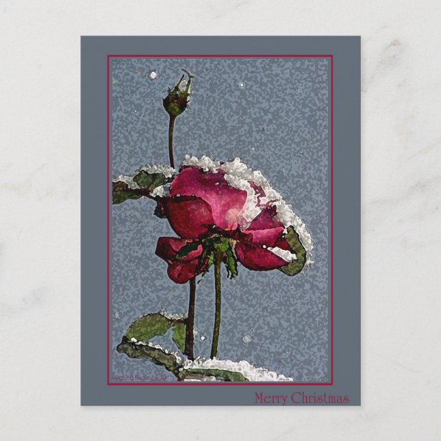 Christmas Rose Holiday Postcard (Front)