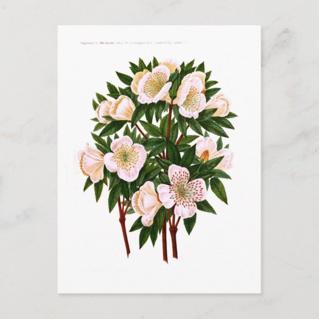 Christmas rose holiday postcard (Front)