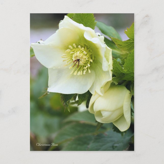 Christmas Rose [Postcard] Postcard (Front)