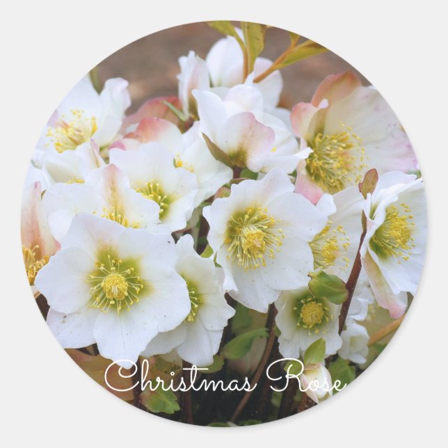 Christmas Rose [Round Seal] Classic Round Sticker (Front)