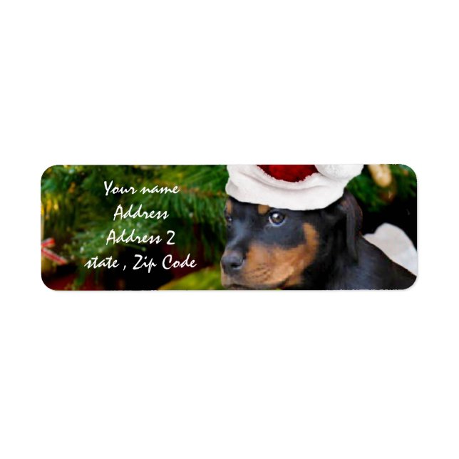 Christmas Rottweiler puppy (Front)