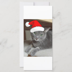 Christmas Russian Blue Grey Cat