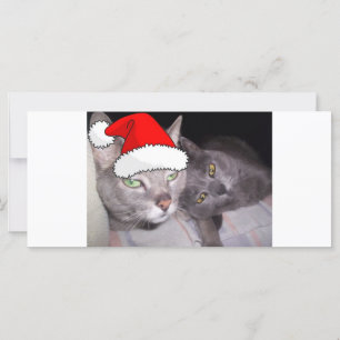 Christmas Russian Blue  Grey Cats