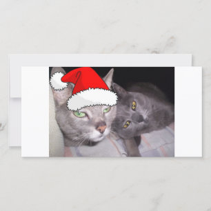 Christmas Russian Blue Grey Cats Holiday Card