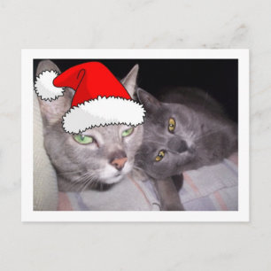 Christmas Russian Blue Grey Cats Holiday Postcard